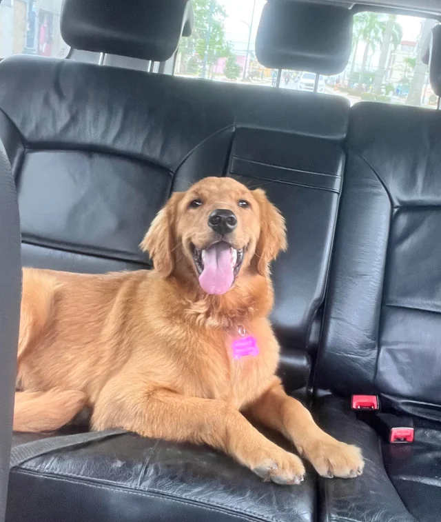 O GOLDEN NO CARRO MANO